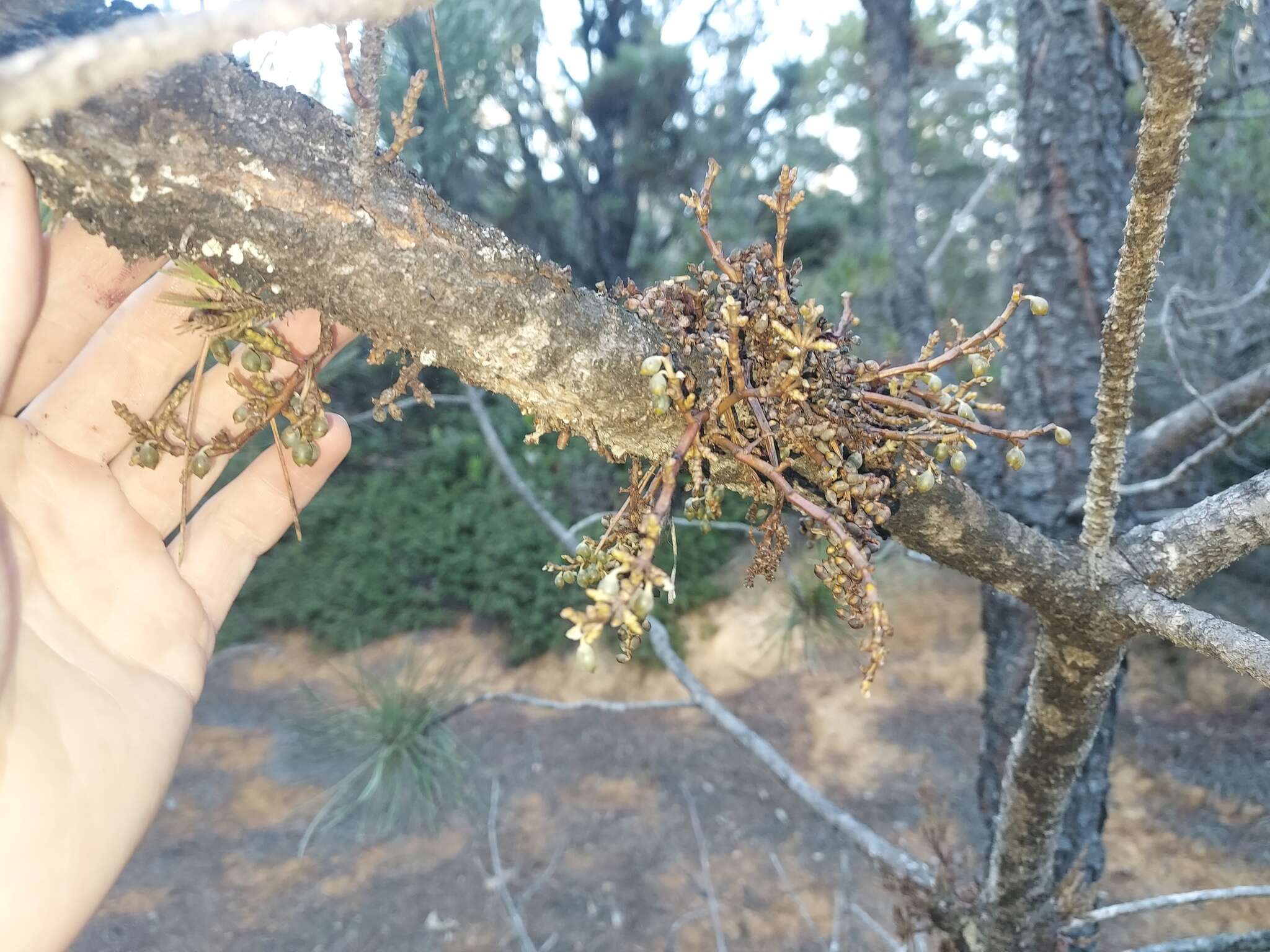 Image of coastal dwarf mistletoe