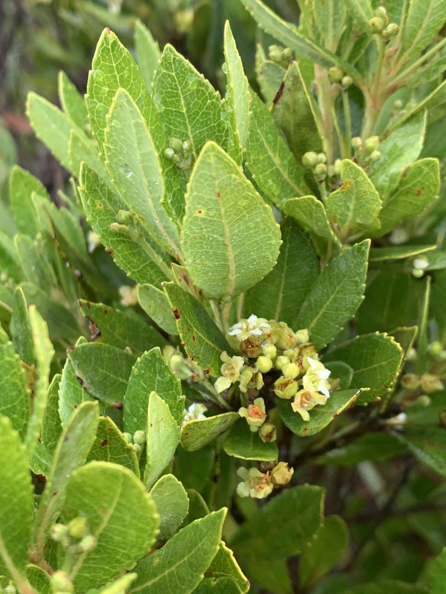 Imagem de Gerrardina foliosa Oliv.