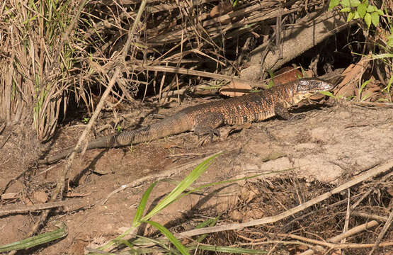 Image of Gold tegu