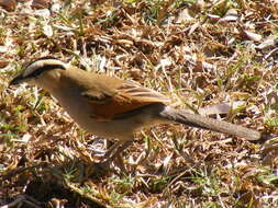 Image of Tchagra senegalus orientalis (Cabanis 1869)