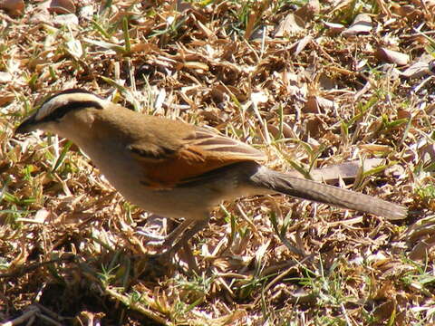 Sivun Tchagra senegalus orientalis (Cabanis 1869) kuva