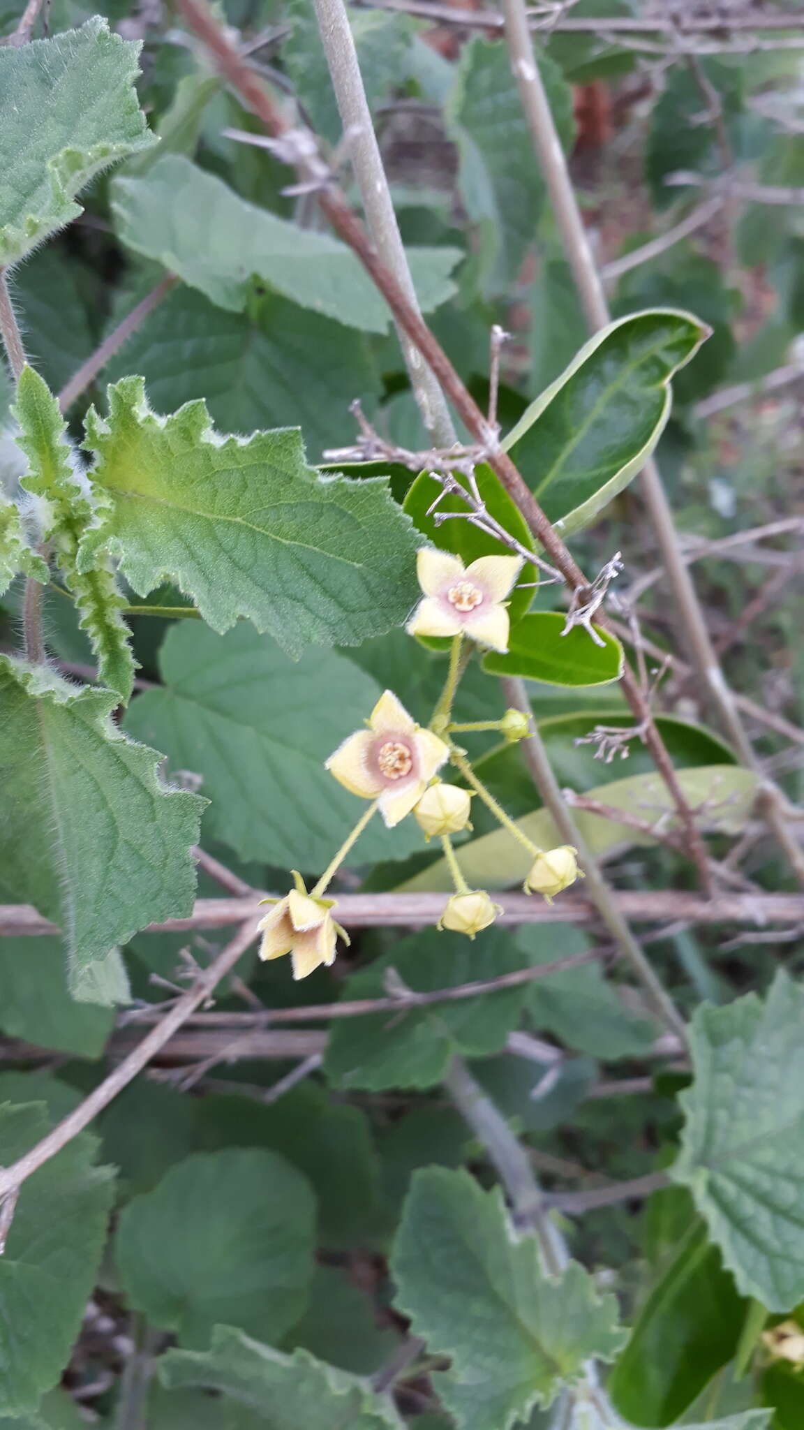 Image of <i>Vincetoxicum indicum</i>