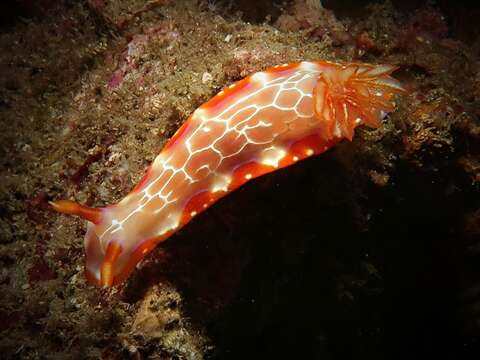 صورة Hypselodoris iacula Gosliner & R. F. Johnson 1999