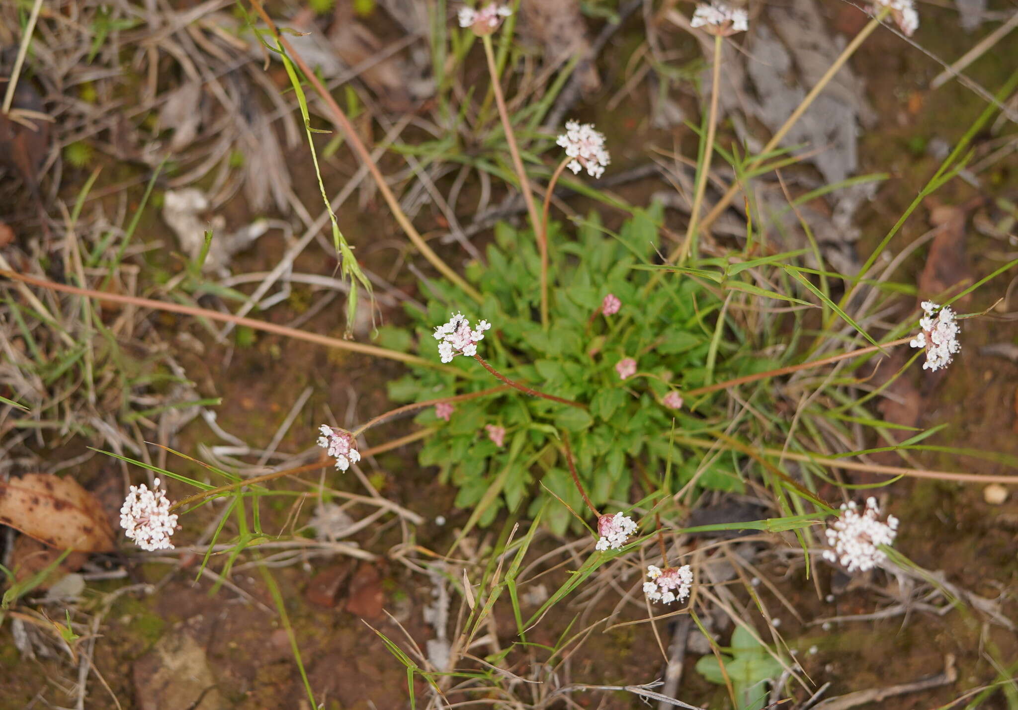 Trachymene humilis (Domin) Benth. resmi