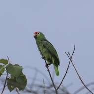 Image of Amazona autumnalis salvini (Salvadori 1891)