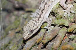 Image of Antilles Leaf-toed Gecko