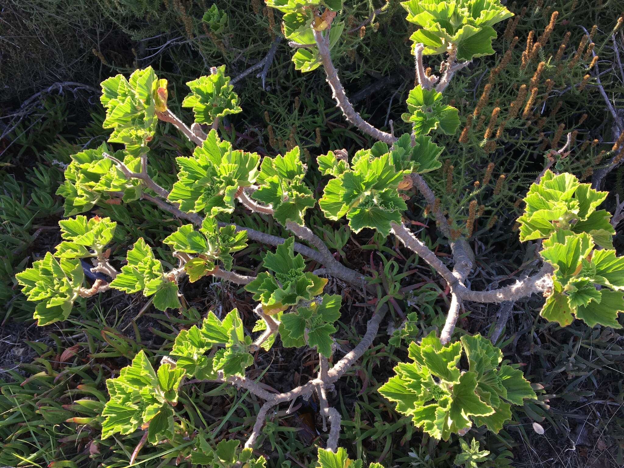 Слика од Pelargonium cucullatum subsp. tabulare B. Volschenk