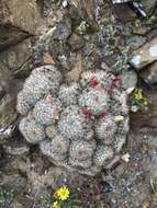 Mammillaria neopalmeri R. T. Craig的圖片