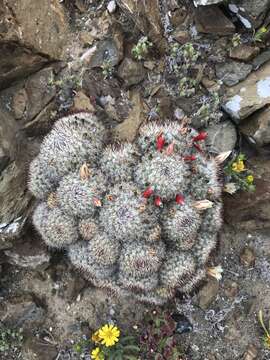 Mammillaria neopalmeri R. T. Craig的圖片