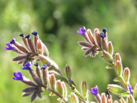 Image of Anchusa undulata L.