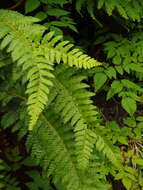 Image of Alaska hollyfern