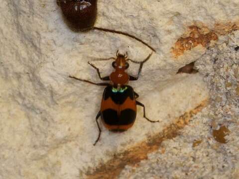 Image of Lebia (Lebia) bitaeniata Chevrolat 1834