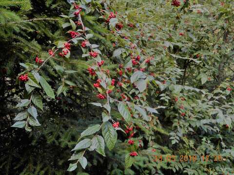 Слика од Cotoneaster bullatus Bois ex Bilm. & Bois