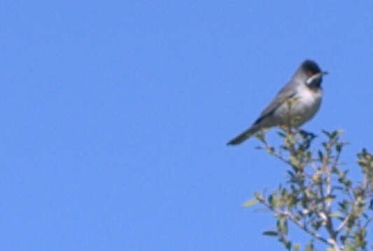 Image of Rüppell's Warbler