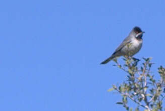 Image of Rüppell's Warbler