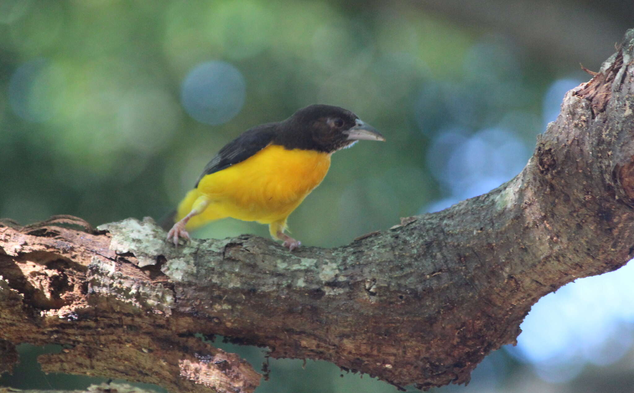 Image of Dark-backed Weaver