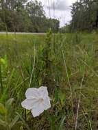 صورة Ruellia noctiflora (Nees) Gray