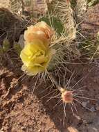 Opuntia zuniensis的圖片