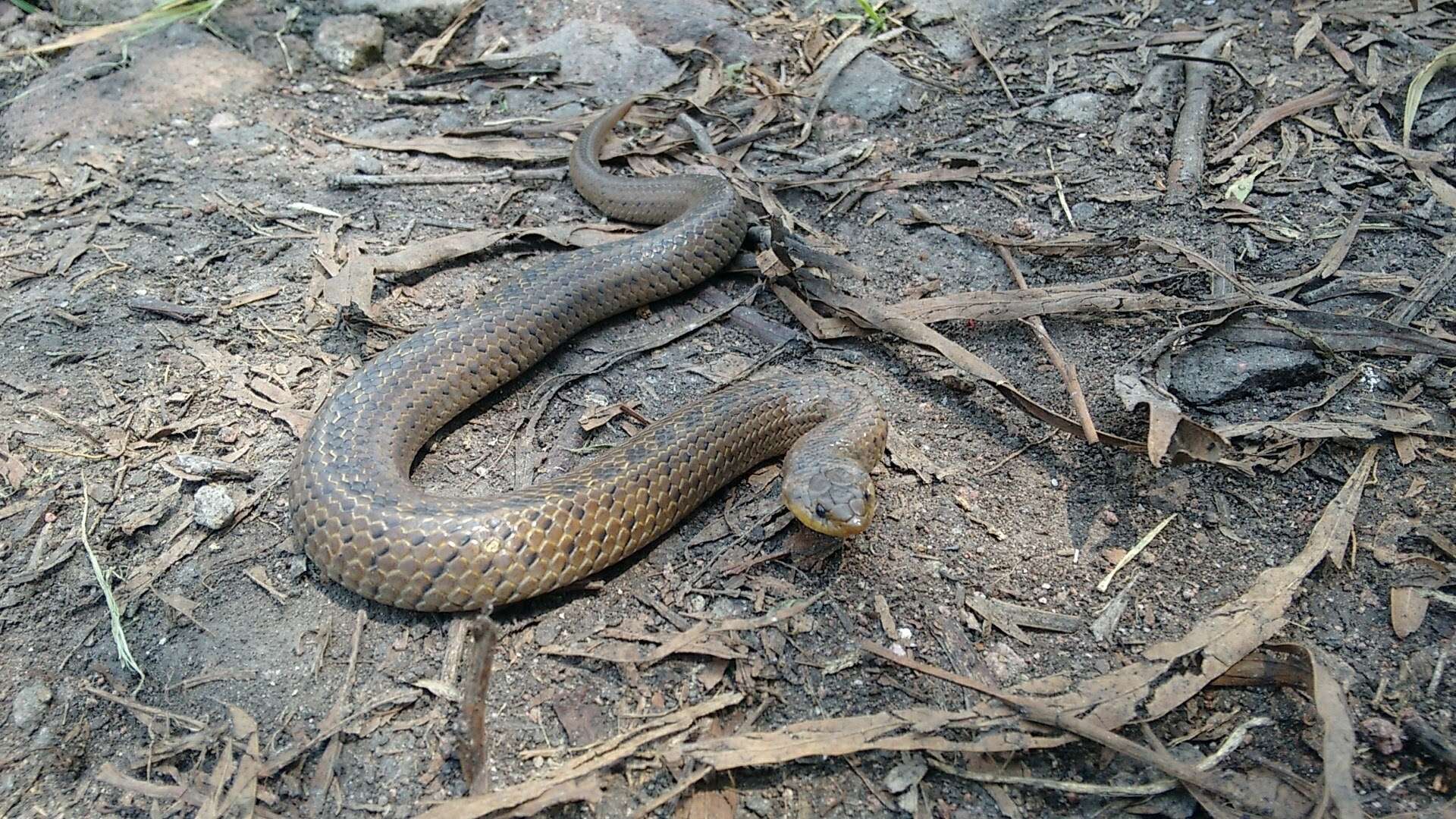 Image of Largenose Earth Snake