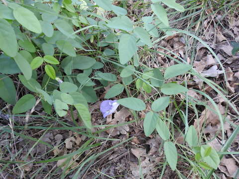 Clitoria mariana L. resmi