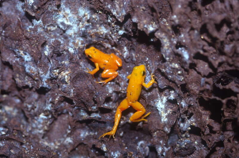 Image of Ginger Tree Frog