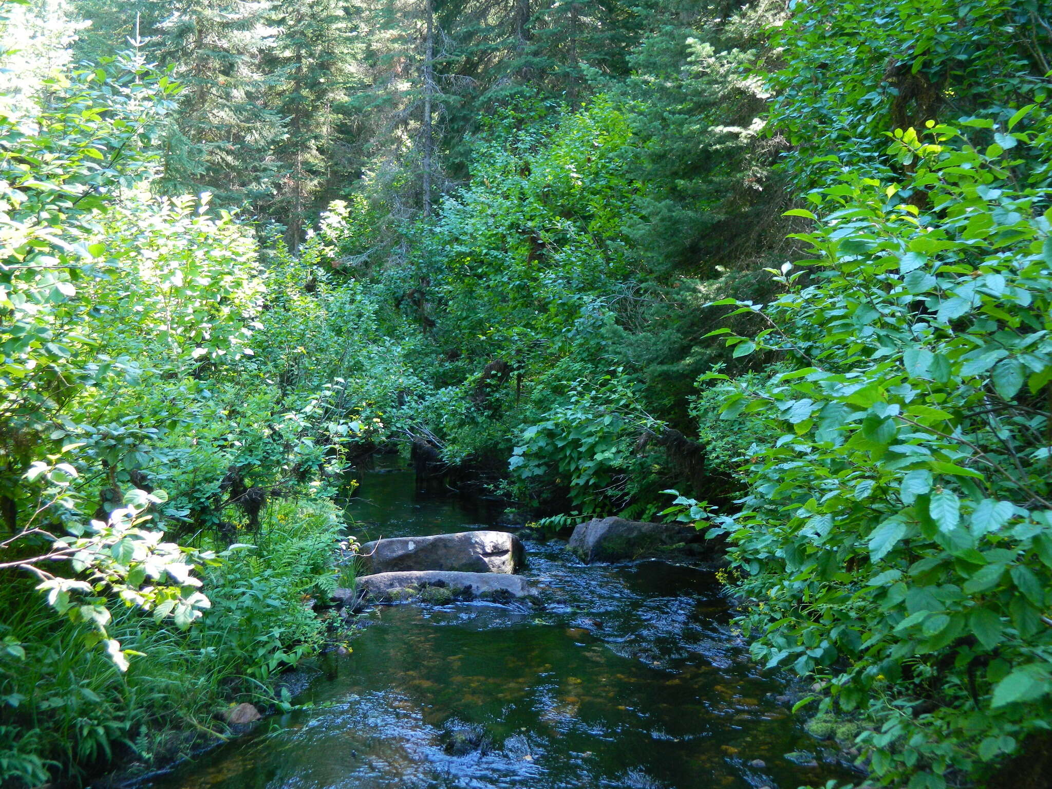 Image of thinleaf alder