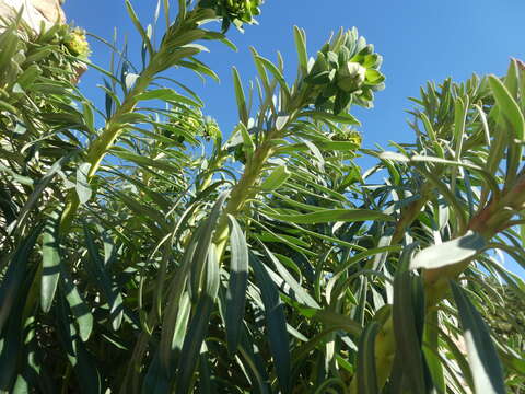 Euphorbia characias subsp. characias resmi