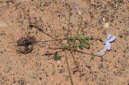 Sivun Oxalis ebracteata Savign. kuva