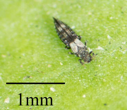 Image of Caliothrips marginipennis (Hood 1912)