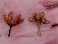 Image of Eucalyptus laeliae Podger & Chippendale