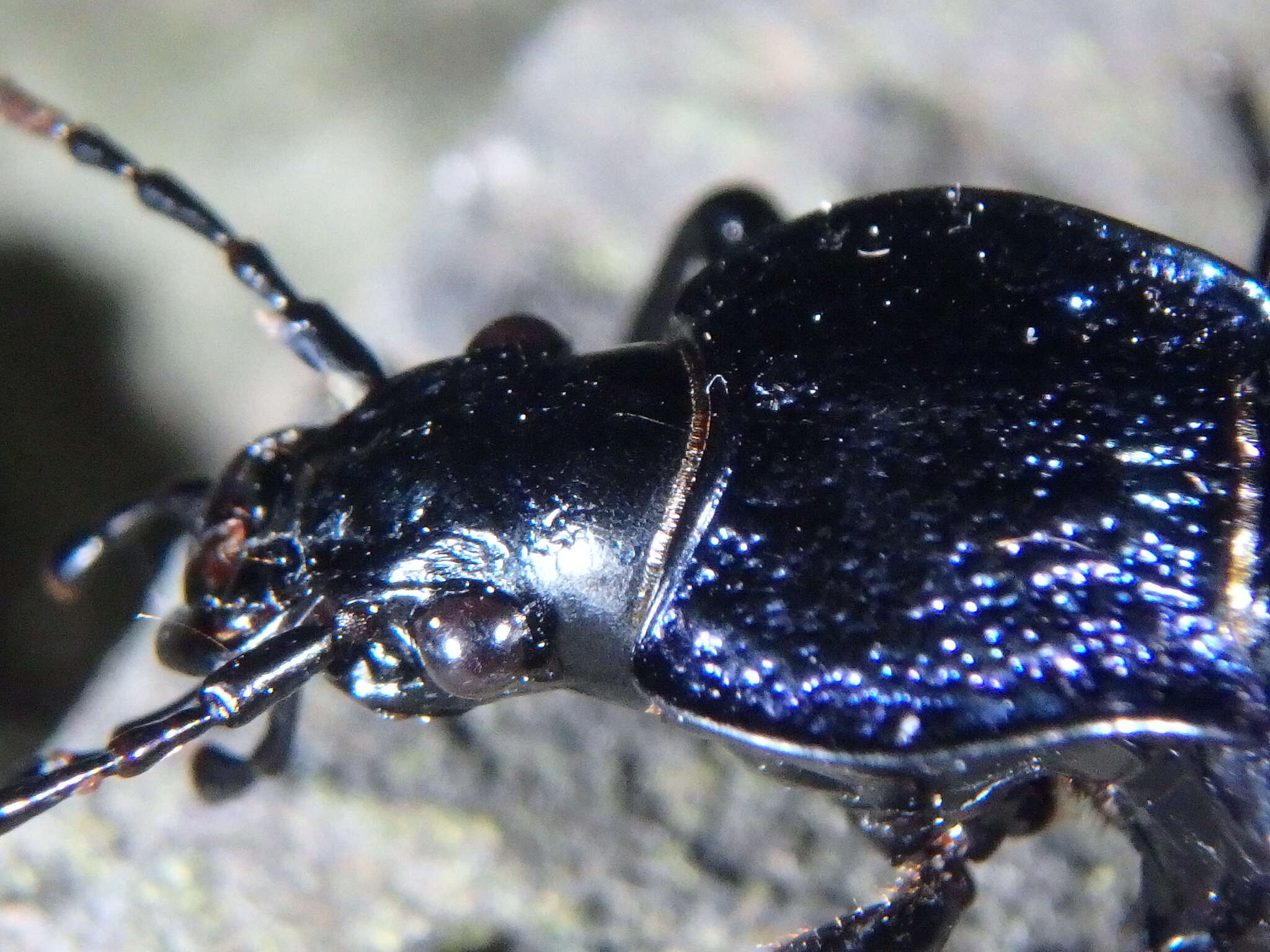 Carabus (Megodontus) exaratus Quensel ex Schönherr 1806 resmi