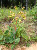 Imagem de Asclepias amplexicaulis Sm.