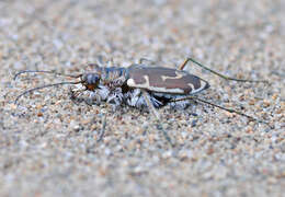 Image of Cicindela (Cicindela) hirticollis rhodensis Calder 1916