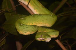 Image of Corallus batesii (Gray 1860)