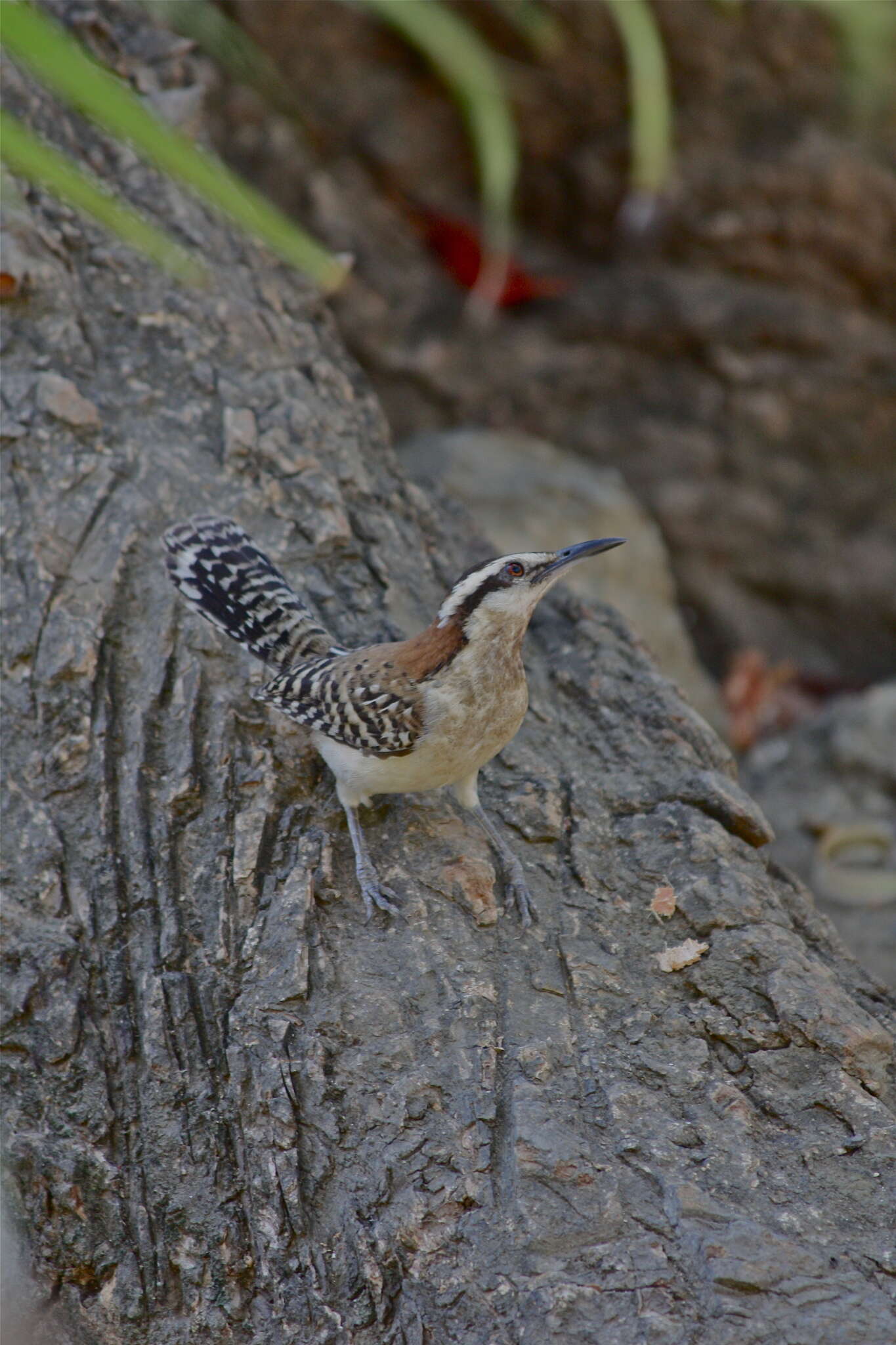 Image of Veracruz Wren