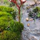 Crassula alba var. pallida H. R. Tölken resmi