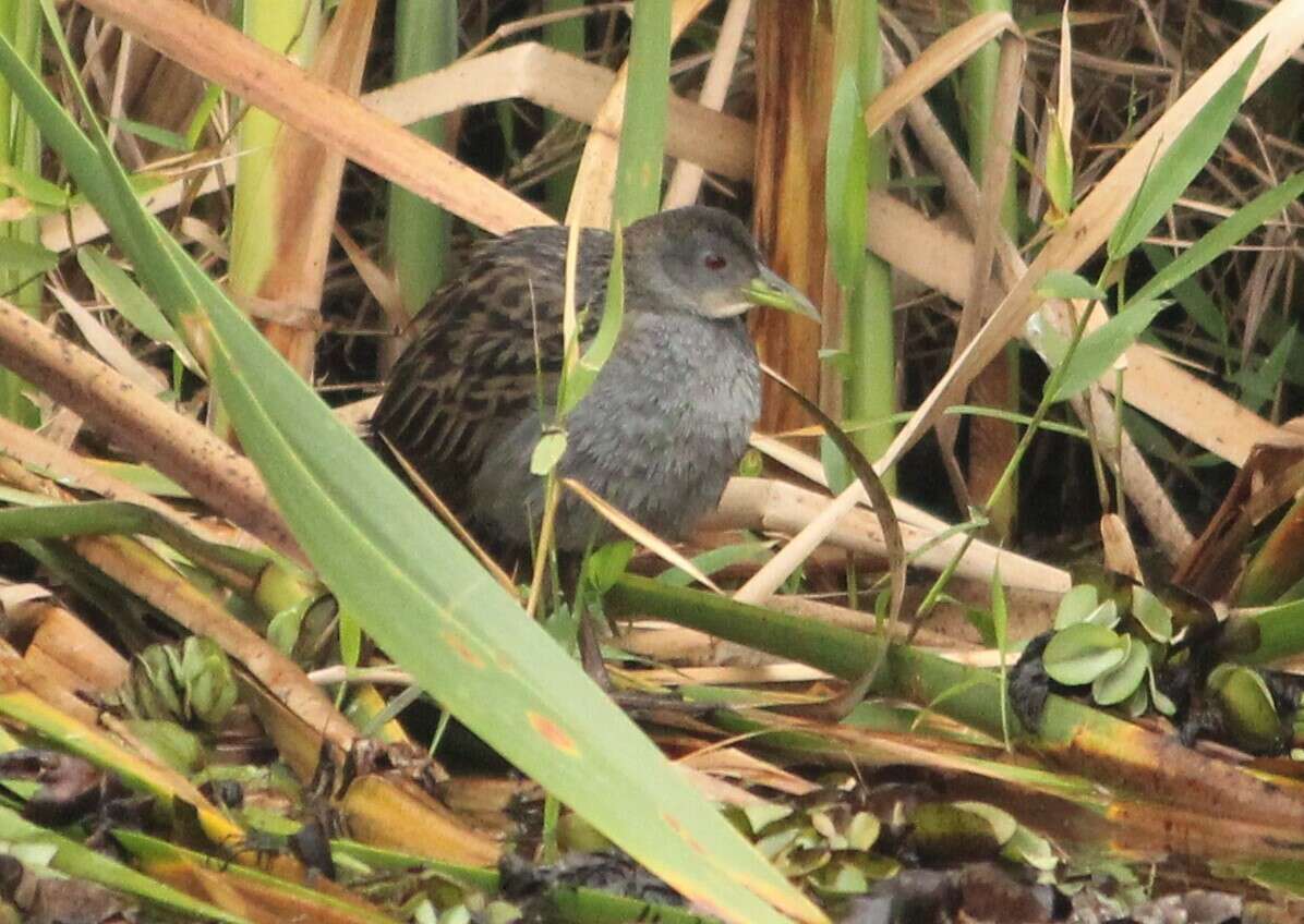 Image of Ash-throated Crake