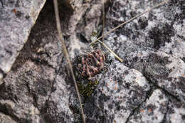 Image of Cederberg haworthia