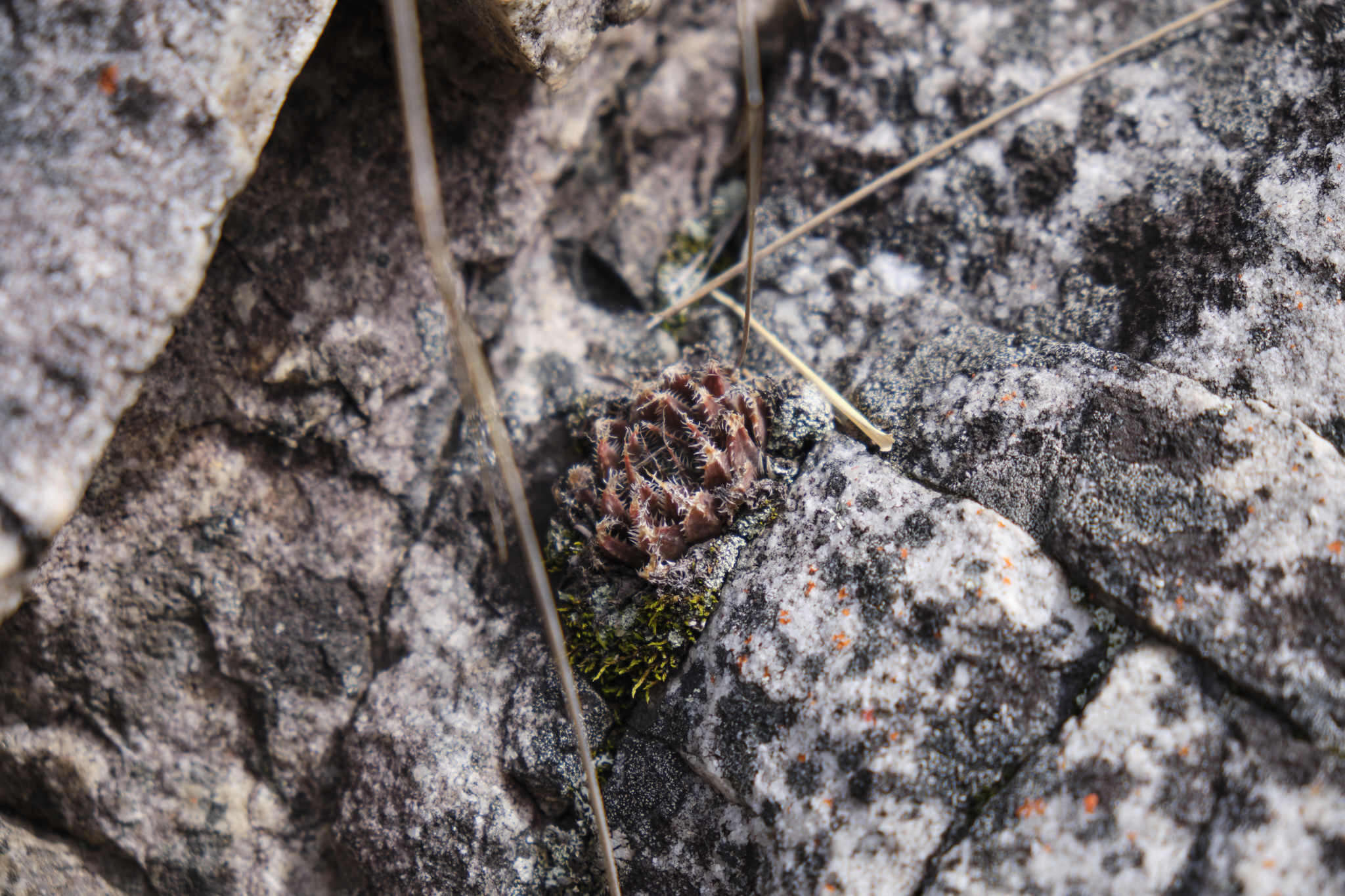 Image of Haworthia nortieri G. G. Sm.