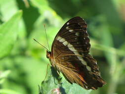 Image of Banded Peacock