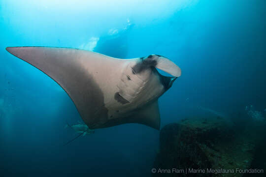 Image of Chevron Manta Ray