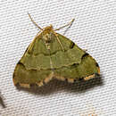 صورة Chrioloba olivaria Swinhoe 1897