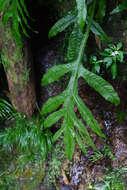 Leptochilus insignis (Bl.) Fraser-Jenk. resmi