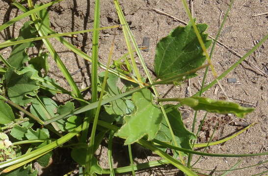 Image of Hibiscus aethiopicus var. aethiopicus