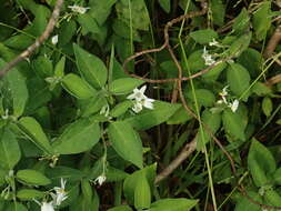 Image of Solanum chenopodioides Lamarck