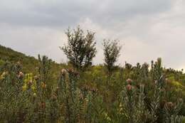 Plancia ëd Protea coronata Lam.