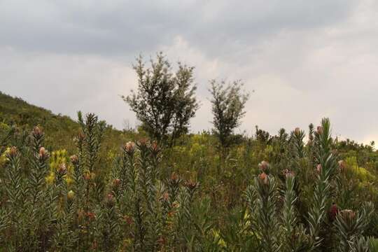 Imagem de Protea coronata Lam.