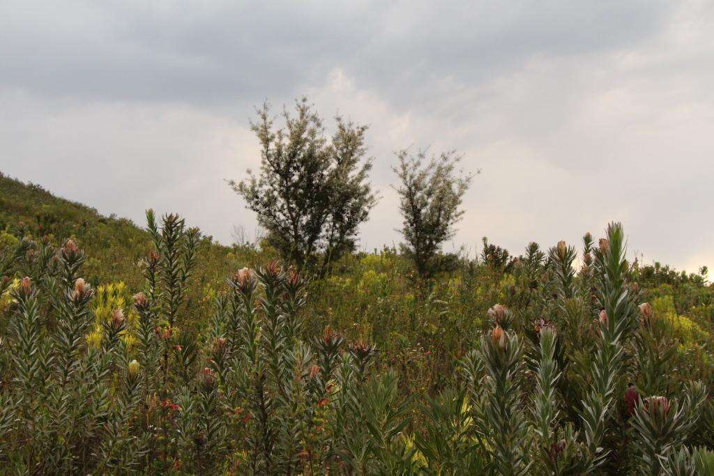 Plancia ëd Protea coronata Lam.