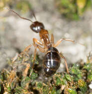 Image of Camponotus clarithorax Creighton 1950