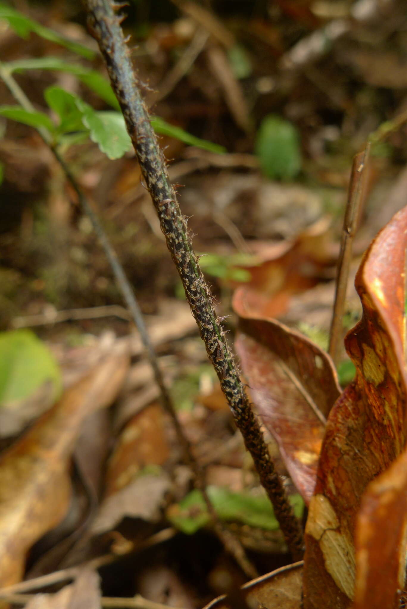 Imagem de Asplenium lobulatum Mett.